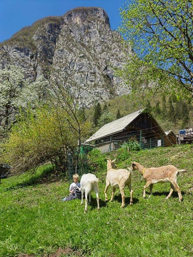 Apartmán Turisticna Kmetija Pri Andreju Bohinj Exteriér fotografie