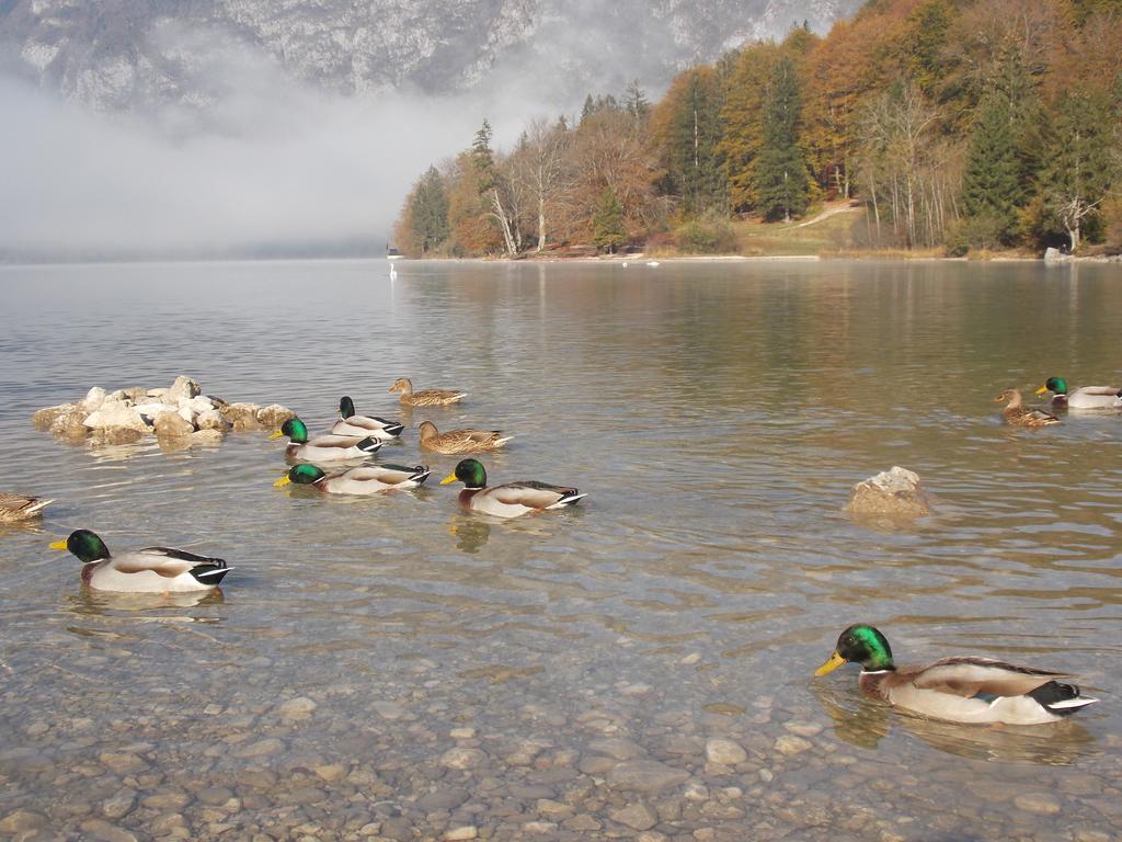 Apartmán Turisticna Kmetija Pri Andreju Bohinj Exteriér fotografie