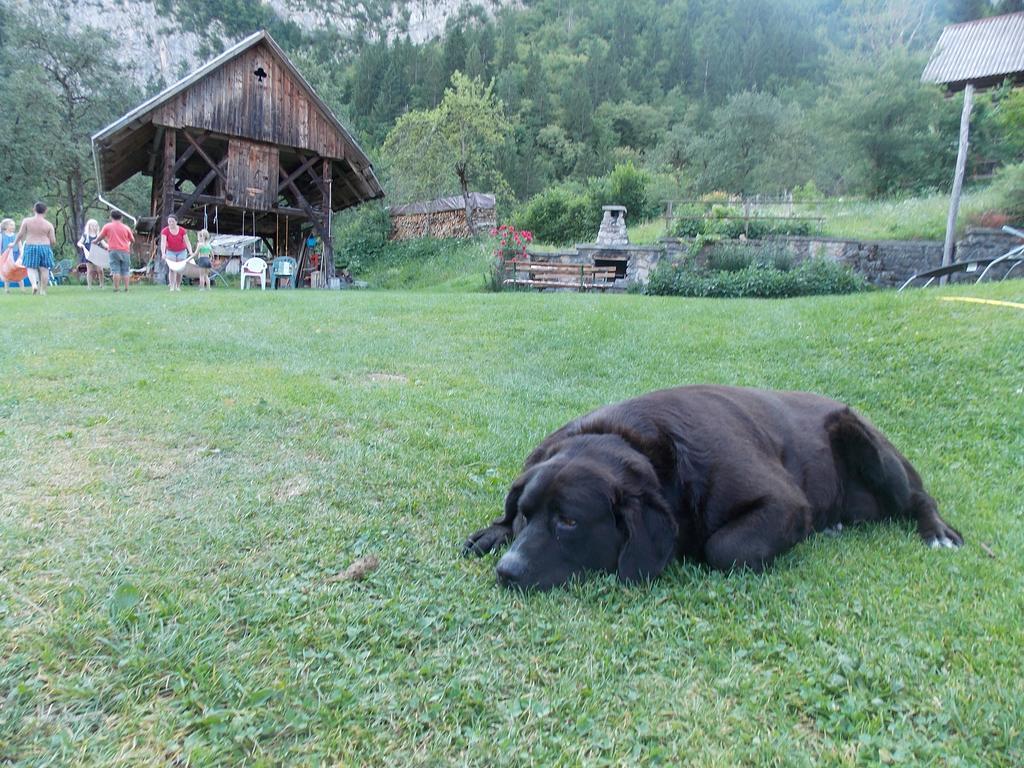 Apartmán Turisticna Kmetija Pri Andreju Bohinj Exteriér fotografie